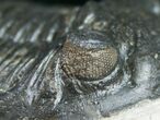 Hollardops Trilobite - Beautiful Eyes #10841-7